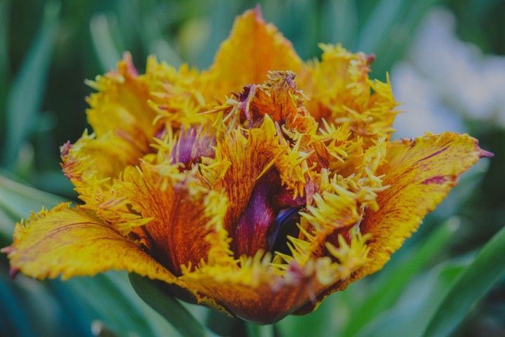 tulip macro