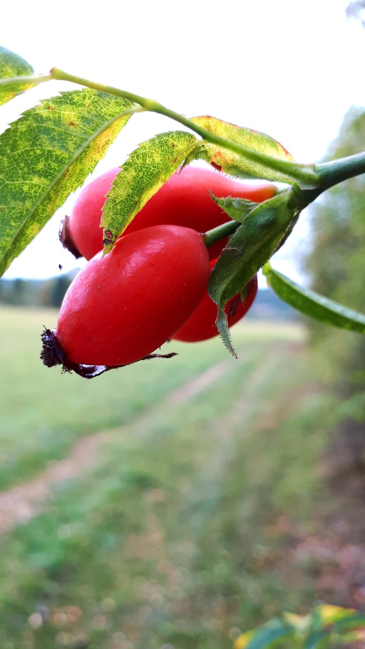 rosehip