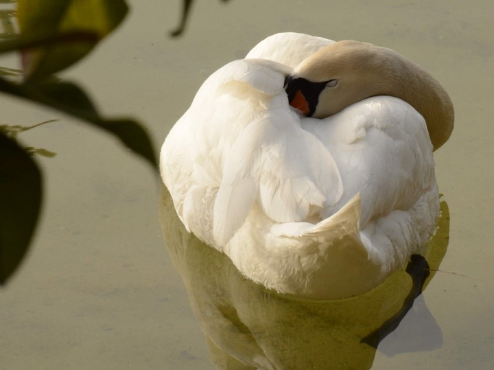 slept swan
