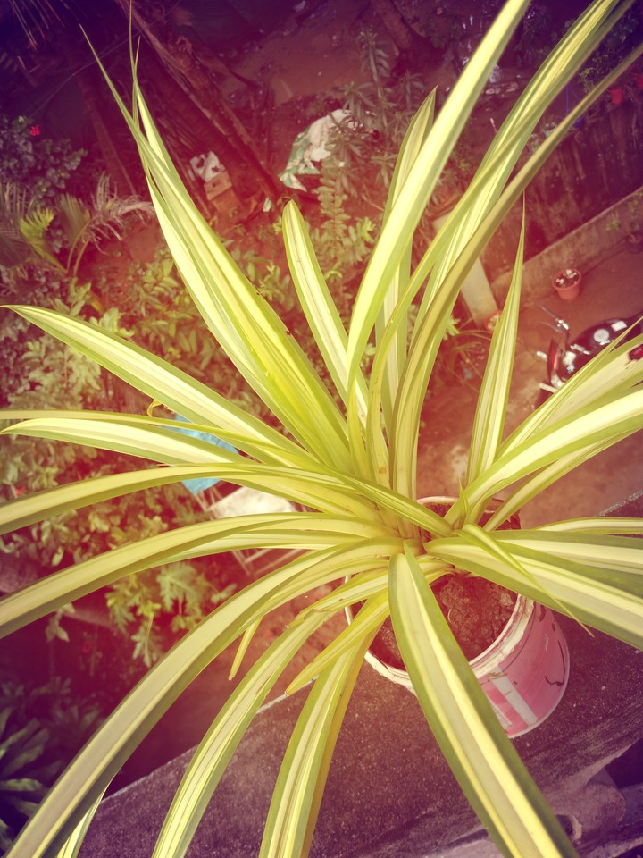 nature