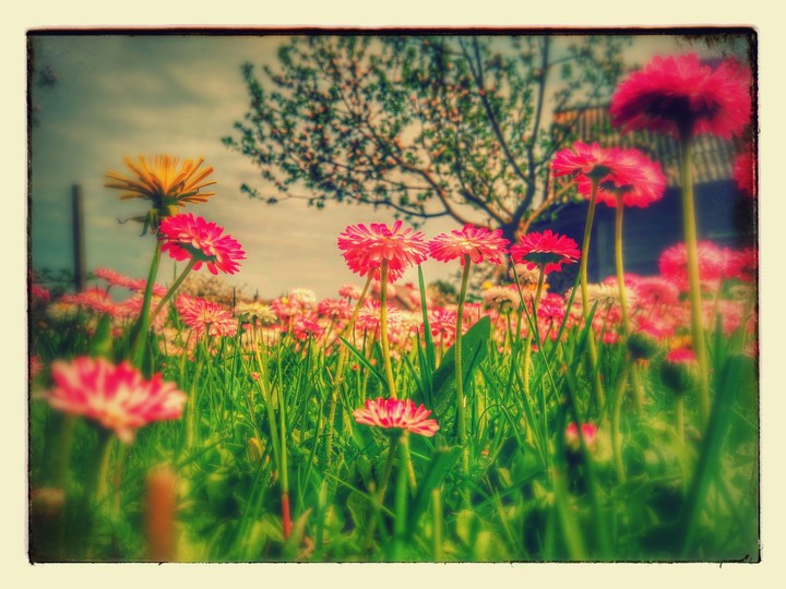 Flowers