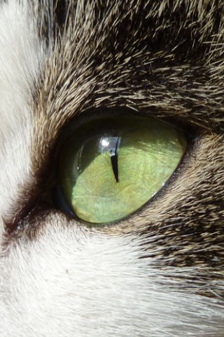 chat
