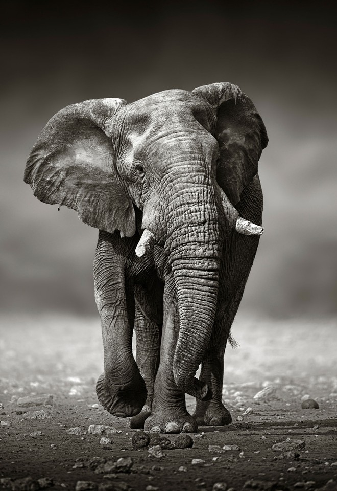 Elephante