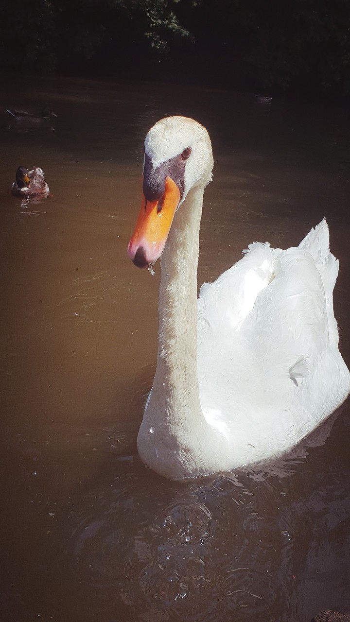 swan