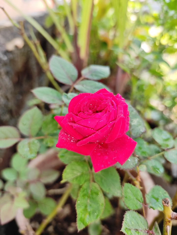 Rose