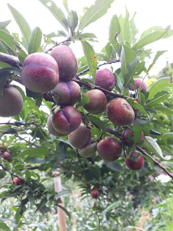 Plum