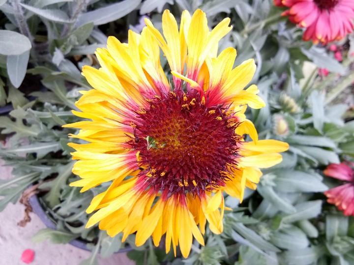 Nature's Gift