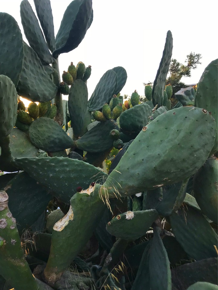 fruit