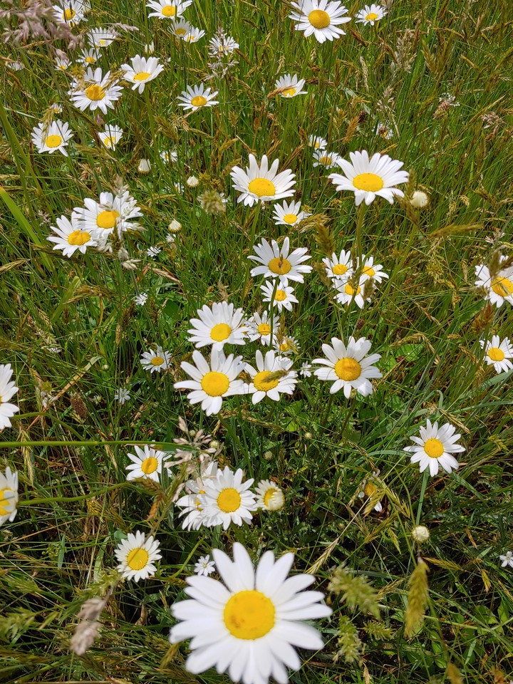 Daisy Day