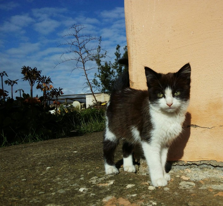 Gattino 