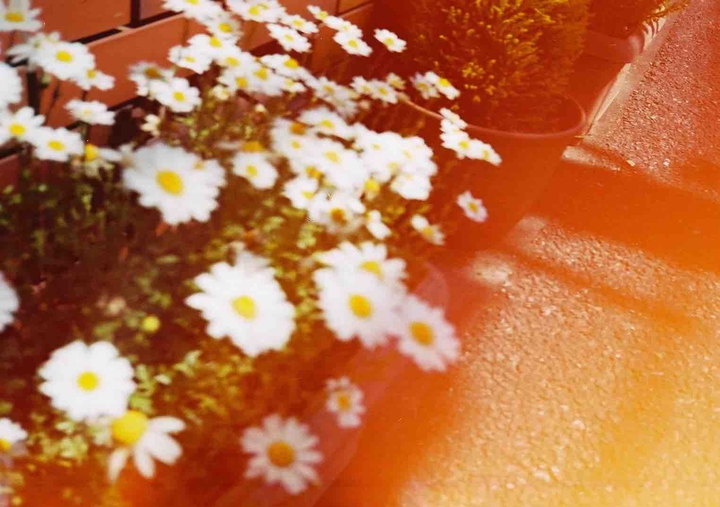 chamomile