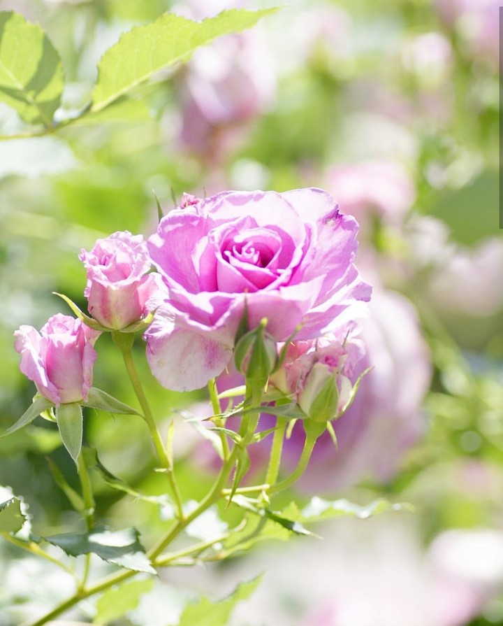 soft beauty