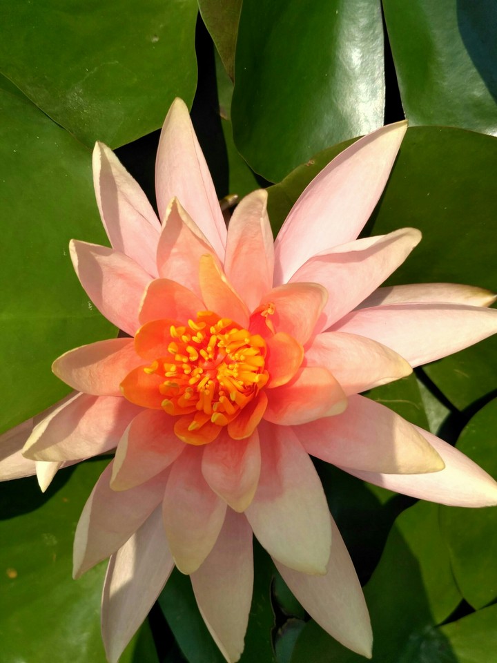 bloom