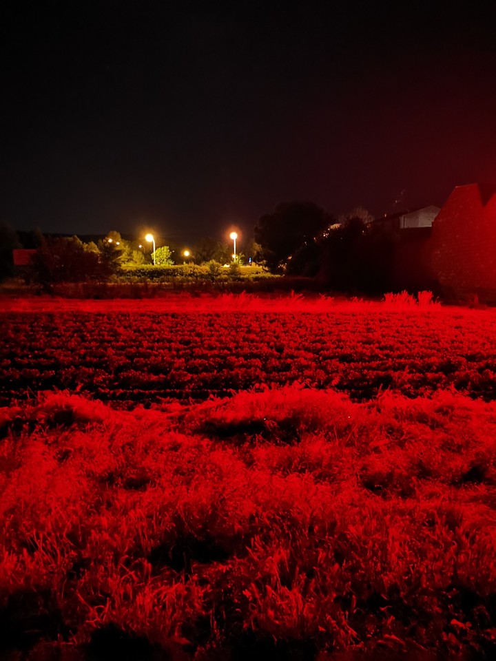 Red field