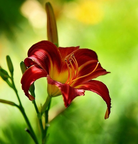 lily