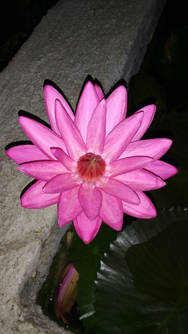 Lovely Lotus ...