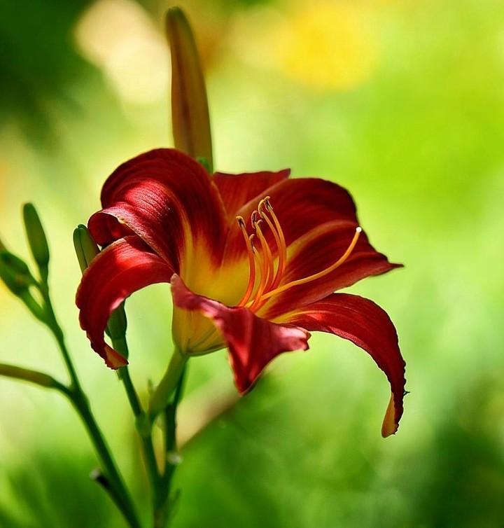 lily