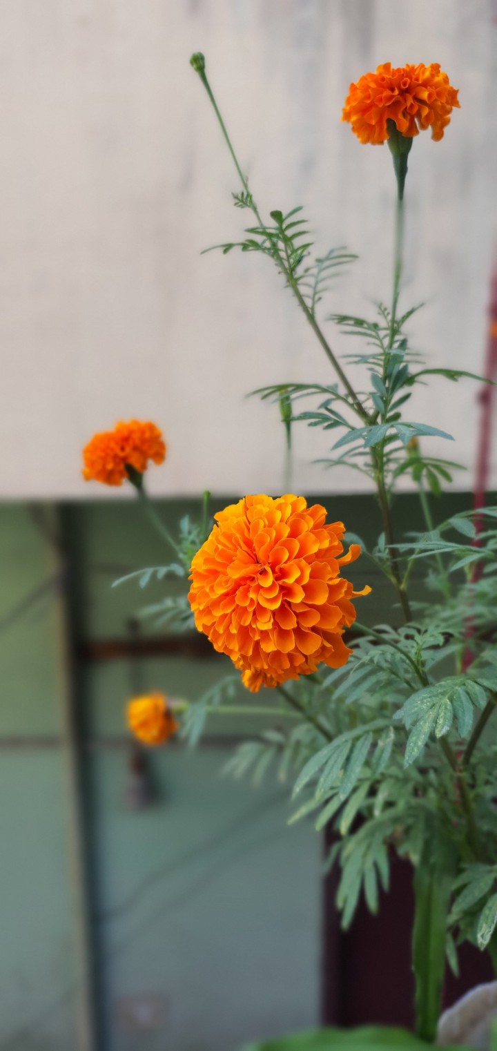 Orange flower