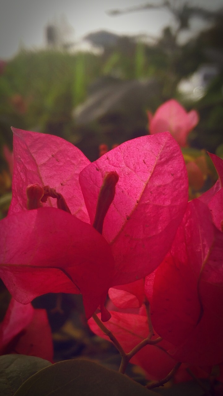 Red as Love