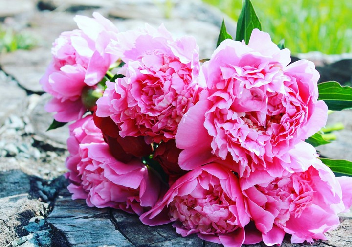 peonies