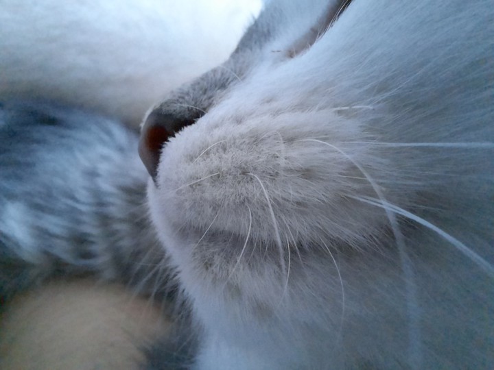 кот