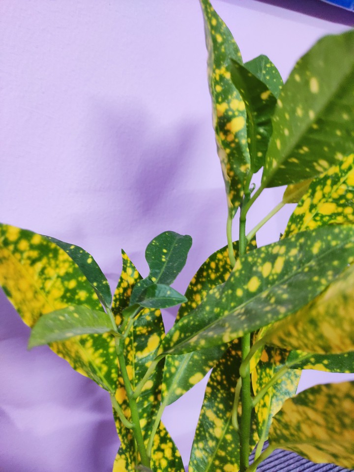 plant