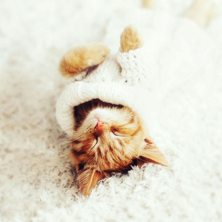 Katze