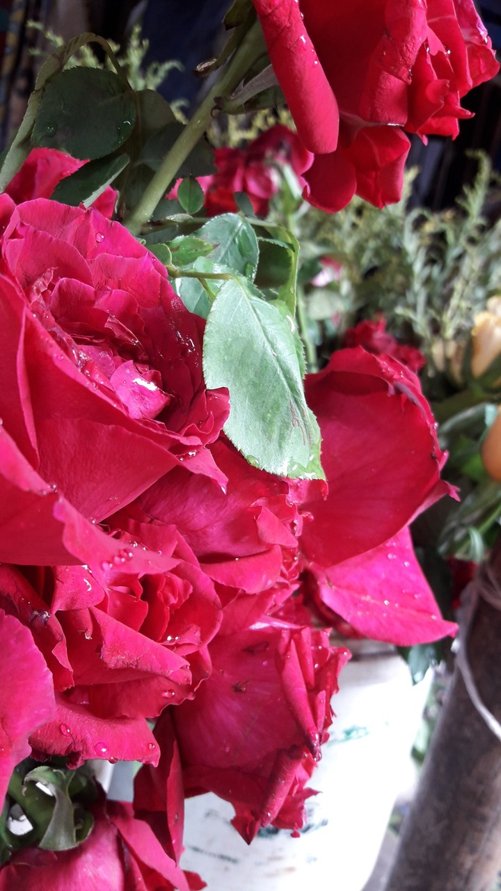 roses