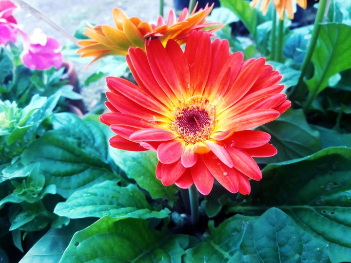 Flower