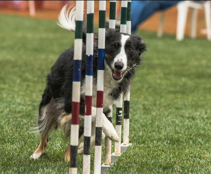 The Border Collie Because There Is No Better Dog