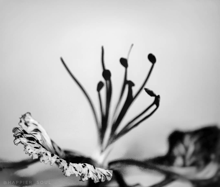 focus