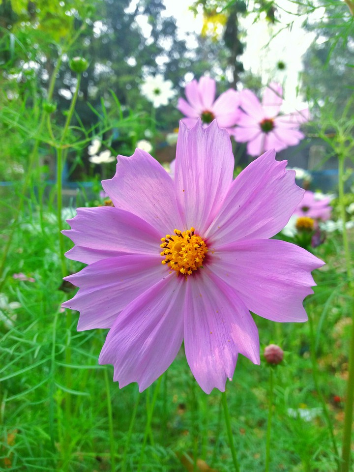 Nice flower