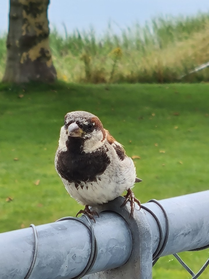 Bird