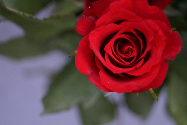 Red rose