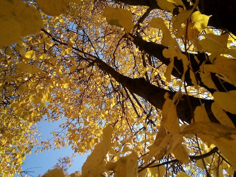 yellow tree