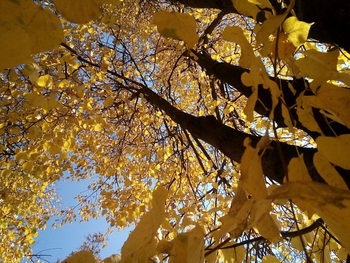 yellow tree