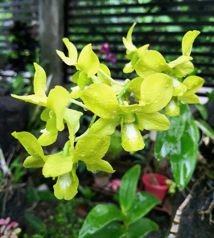 mint green orchid