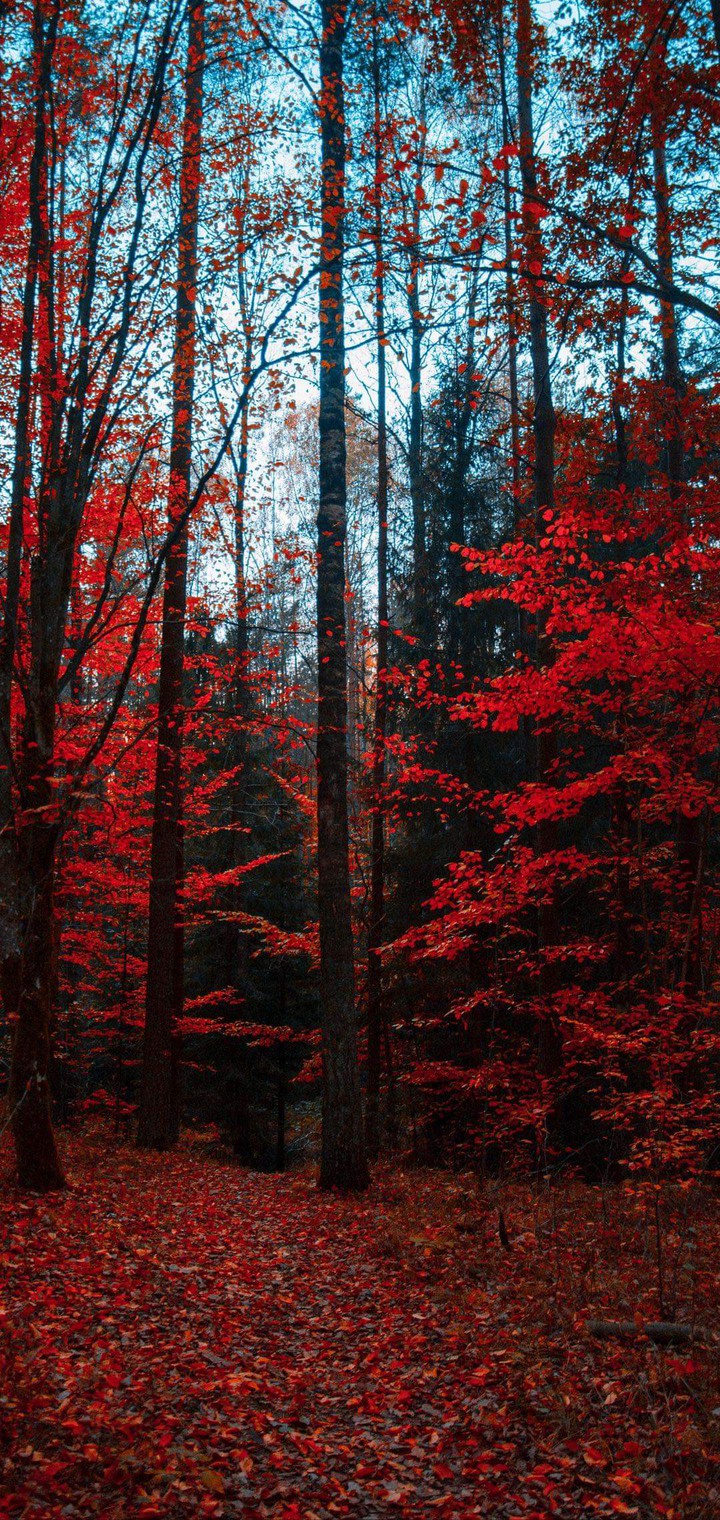 the red tree