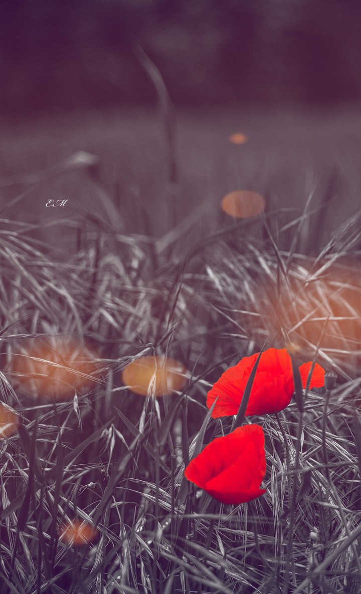 coquelicots