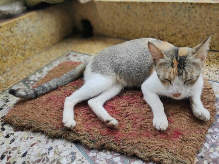 cat