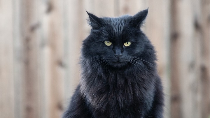 котик