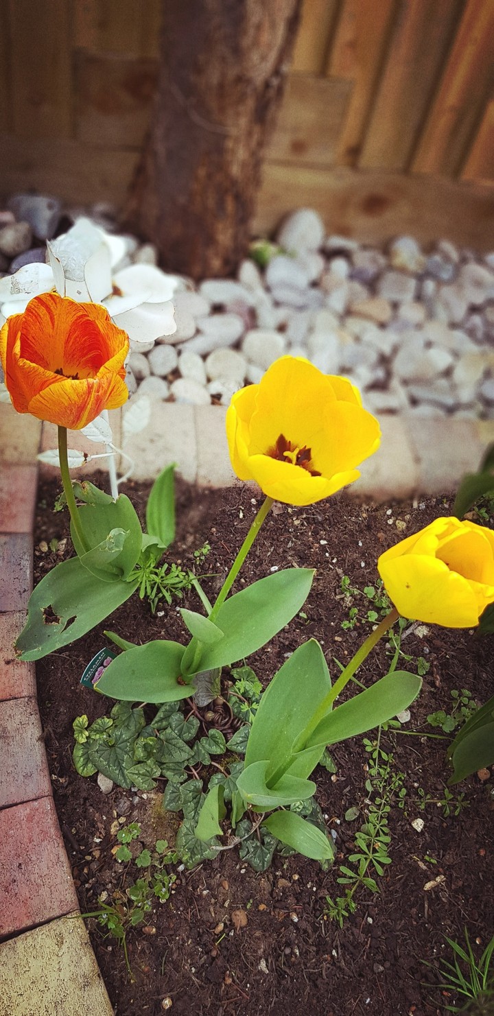 tulips