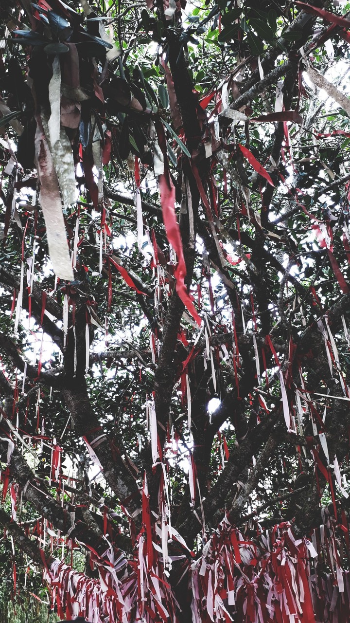 tree