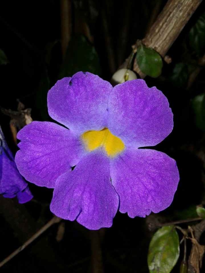 flor