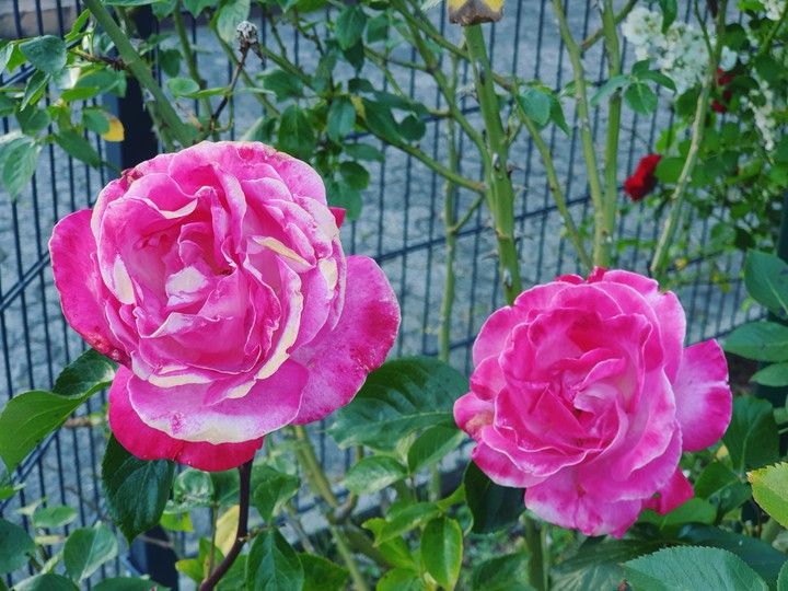 flowers
