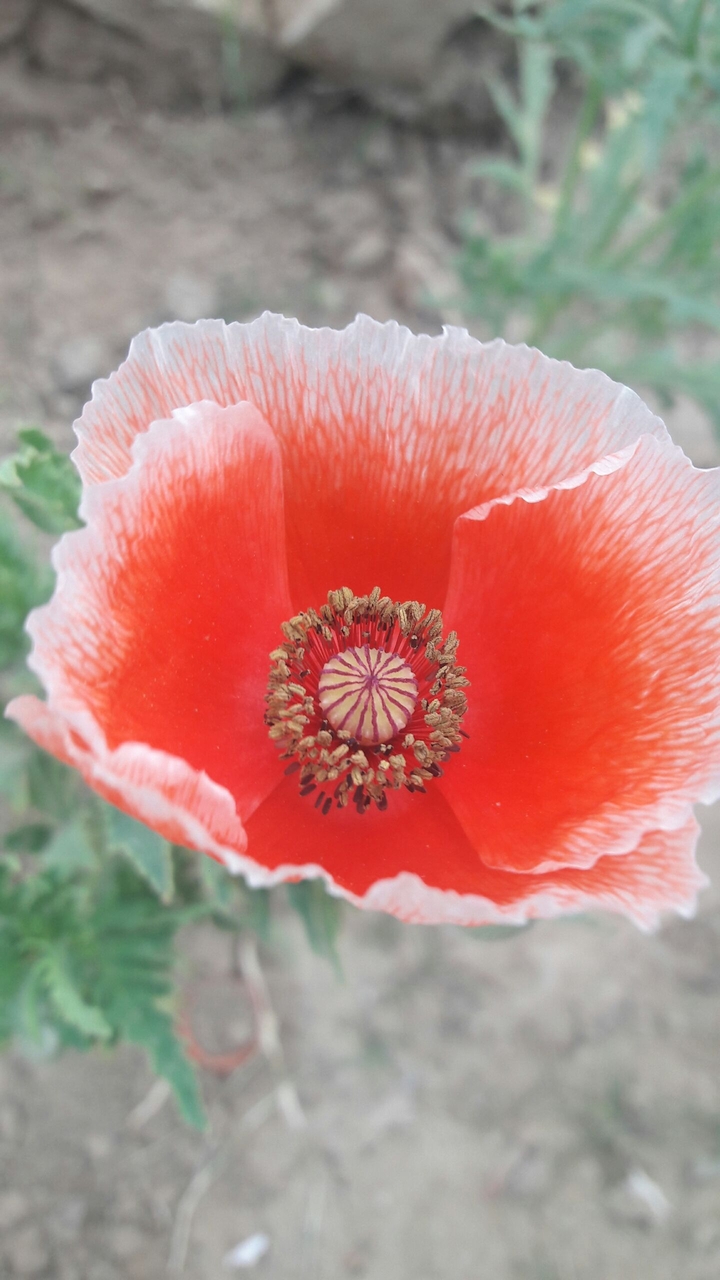 flower