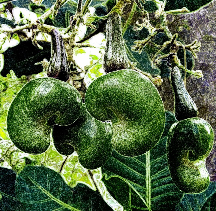 A study of Cashews