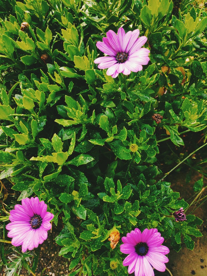 flowers 2