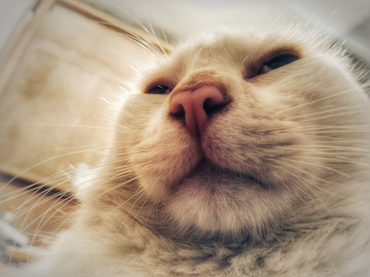 gato molesto