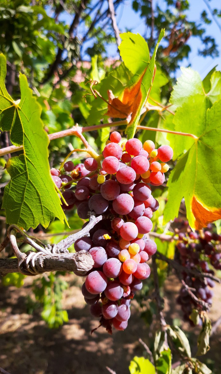 Grape